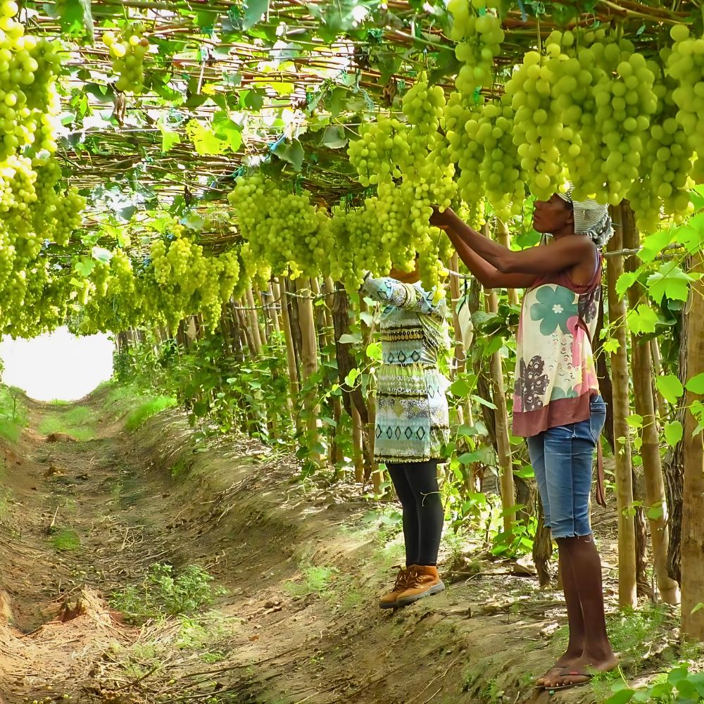 Fairmiles Calls for Fairness and Accuracy in the Race to Net Zero