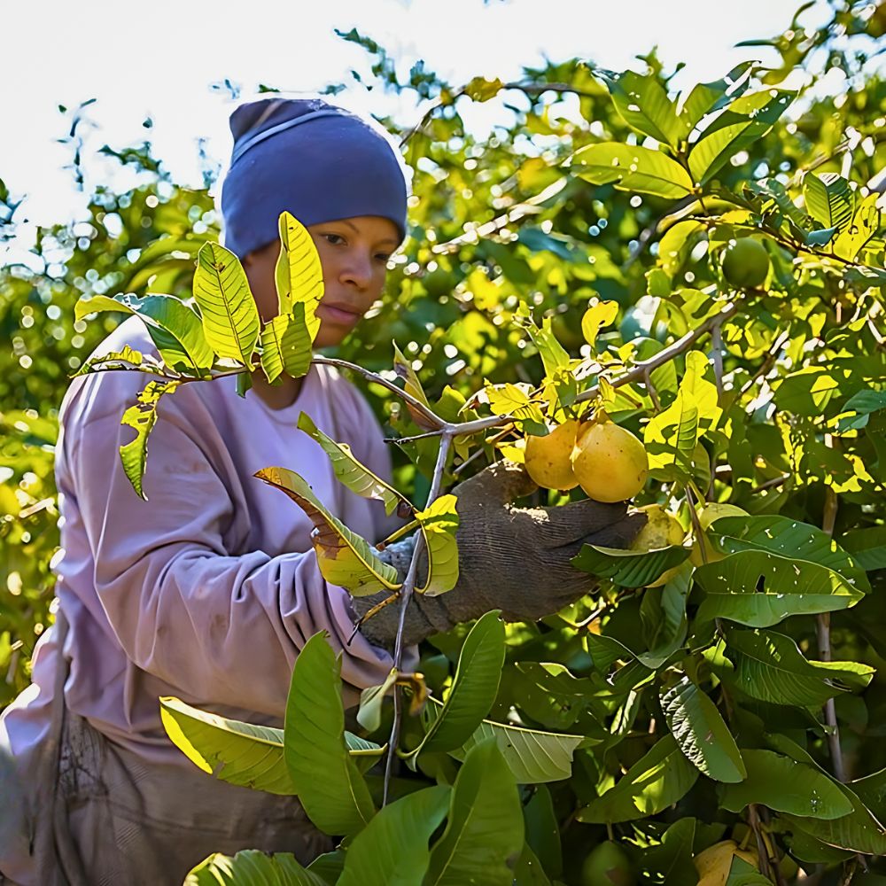 Fairmiles Calls for Fairness and Accuracy in the Race to Net Zero