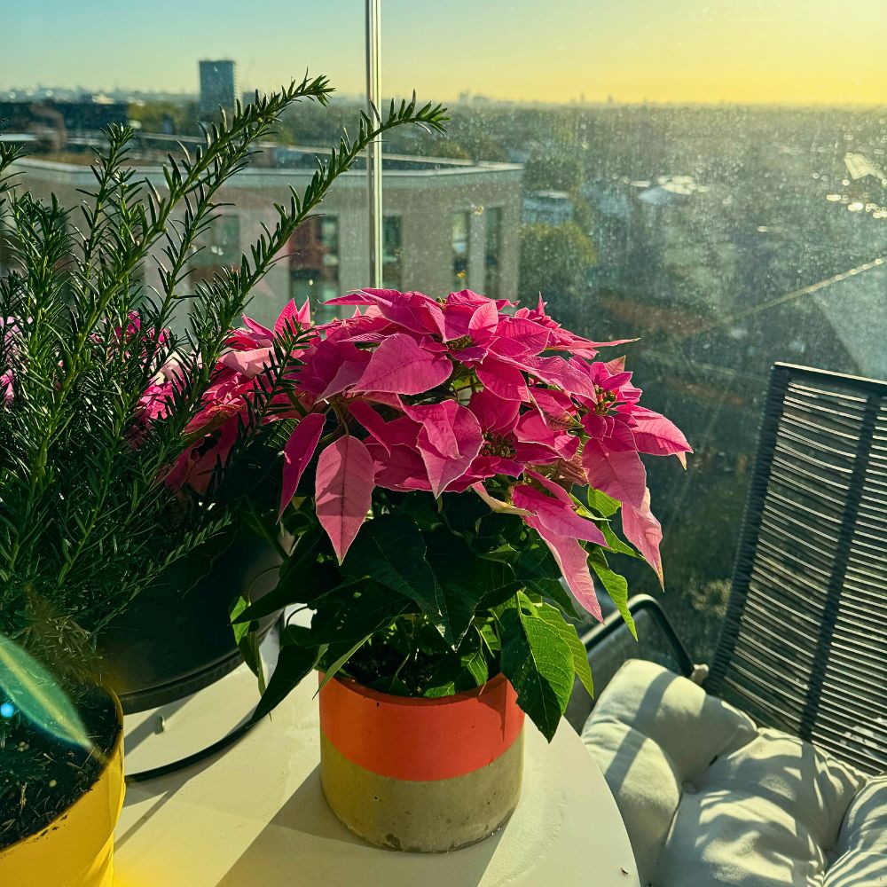 Princettia®: The Modern Twist on the Classic Poinsettia 