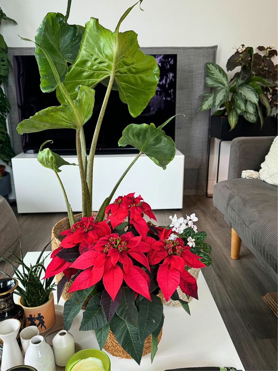 Poinsettia Princettia®: The Modern Twist on the Classic Poinsettia
