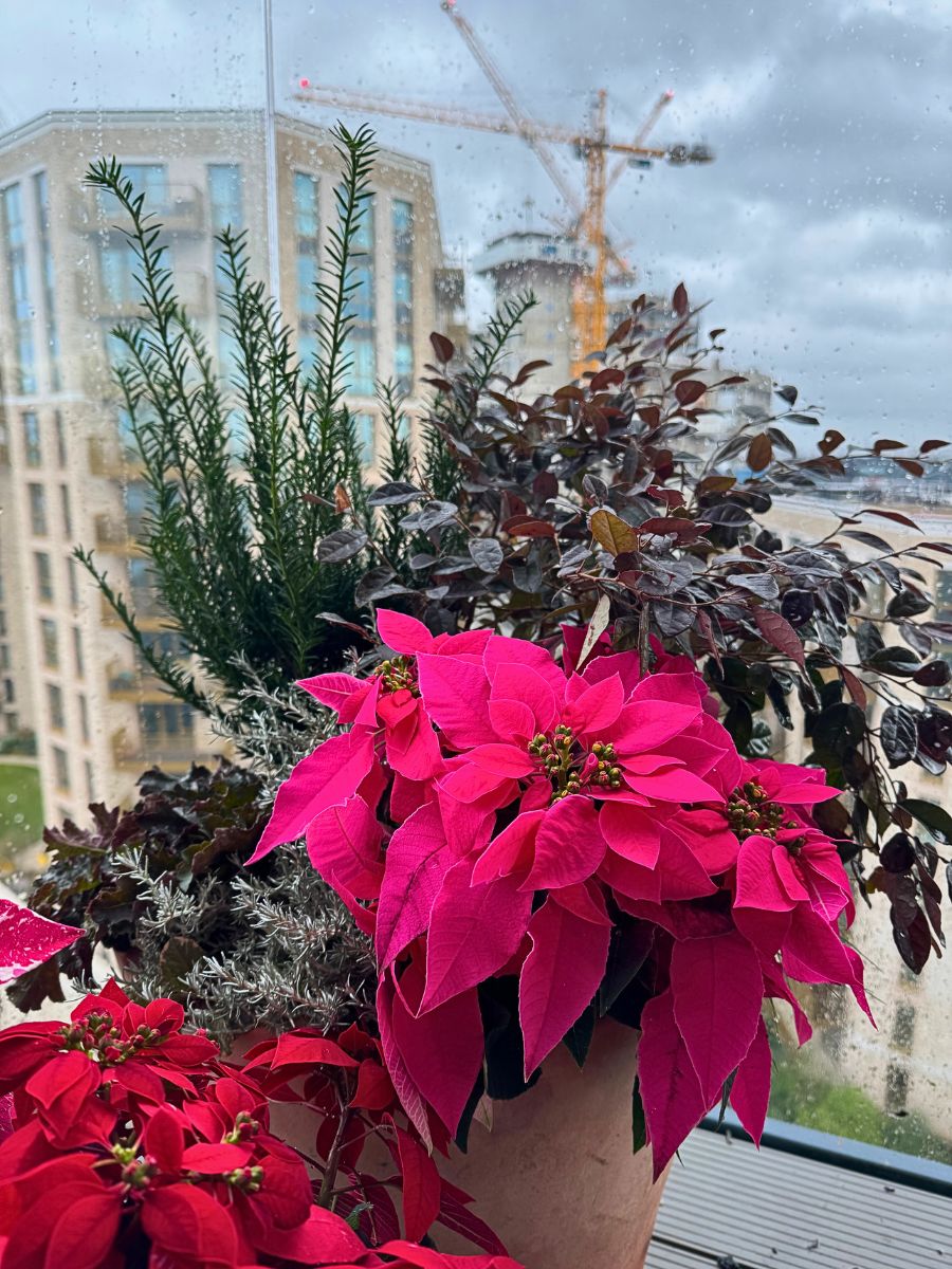 Poinsettia Princettia®: The Modern Twist on the Classic Poinsettia