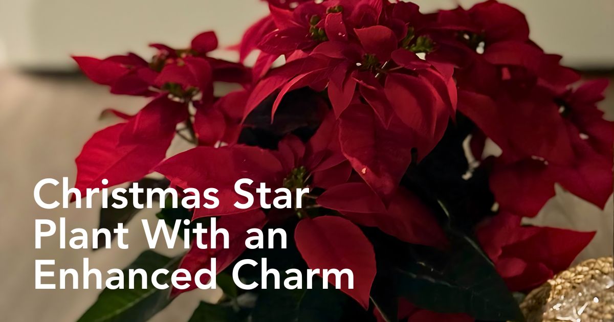 Princettia®: The Modern Twist on the Classic Poinsettia