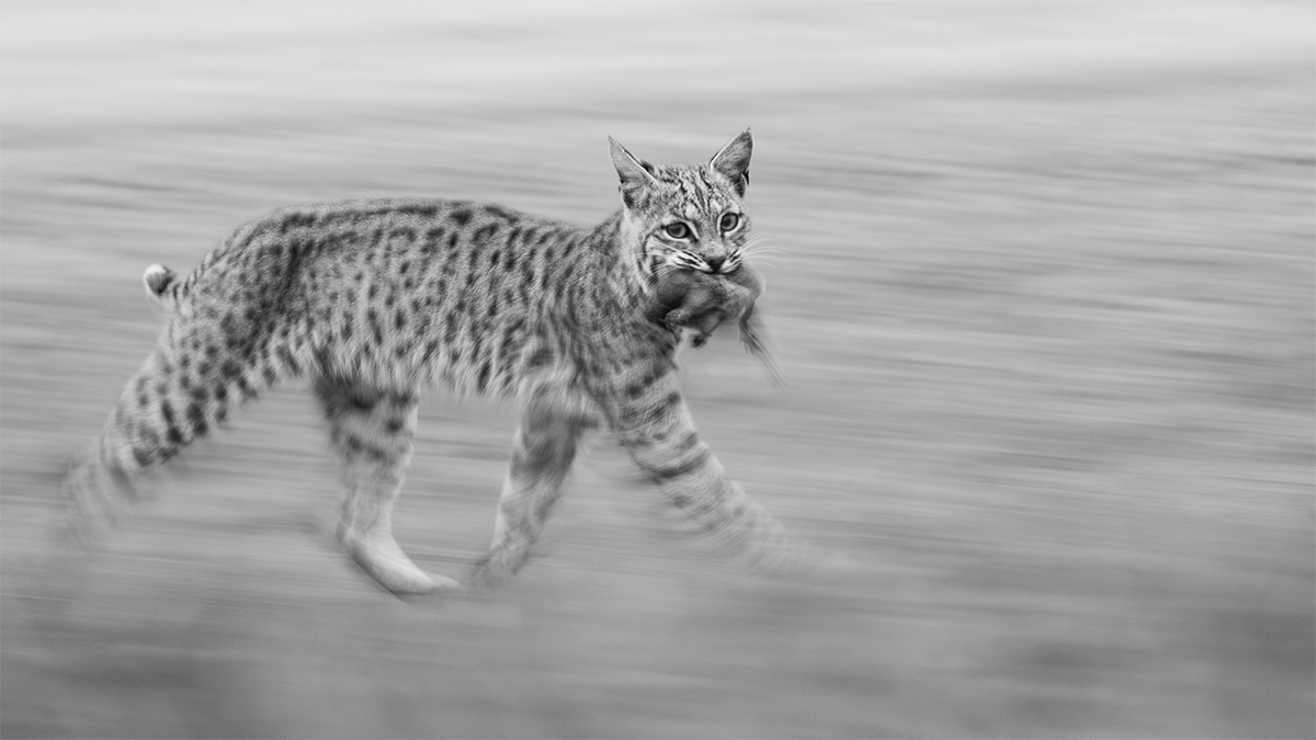 NPOTY 2025 Panning Bobcat Leo Dale