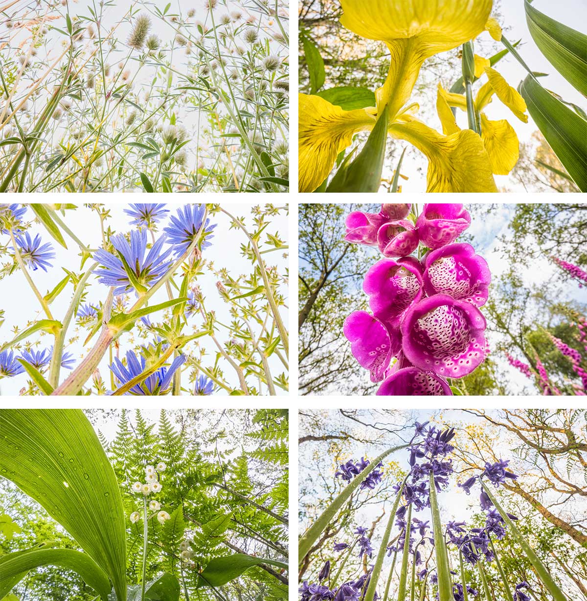 NPOTY 2025 Flowerscapes Theo Bosboom