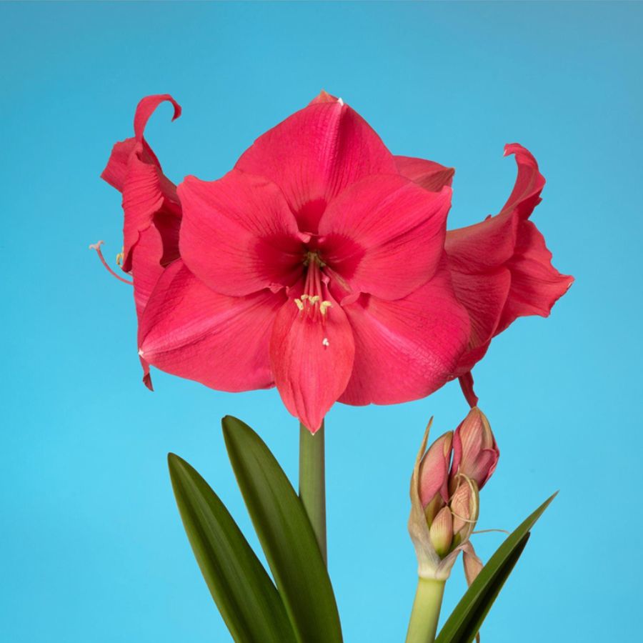 Amaryllis Verdi by Van der Sar Amaryllis 