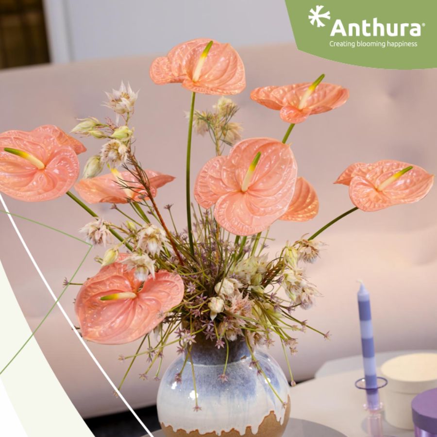  Anthurium Kuduro by Anthura