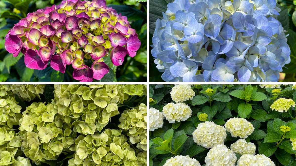 Hydrangeas by Candelaria Flowers