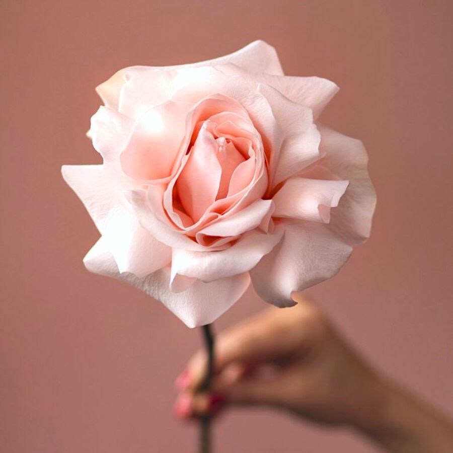 Rose Pomarosa by Altima 