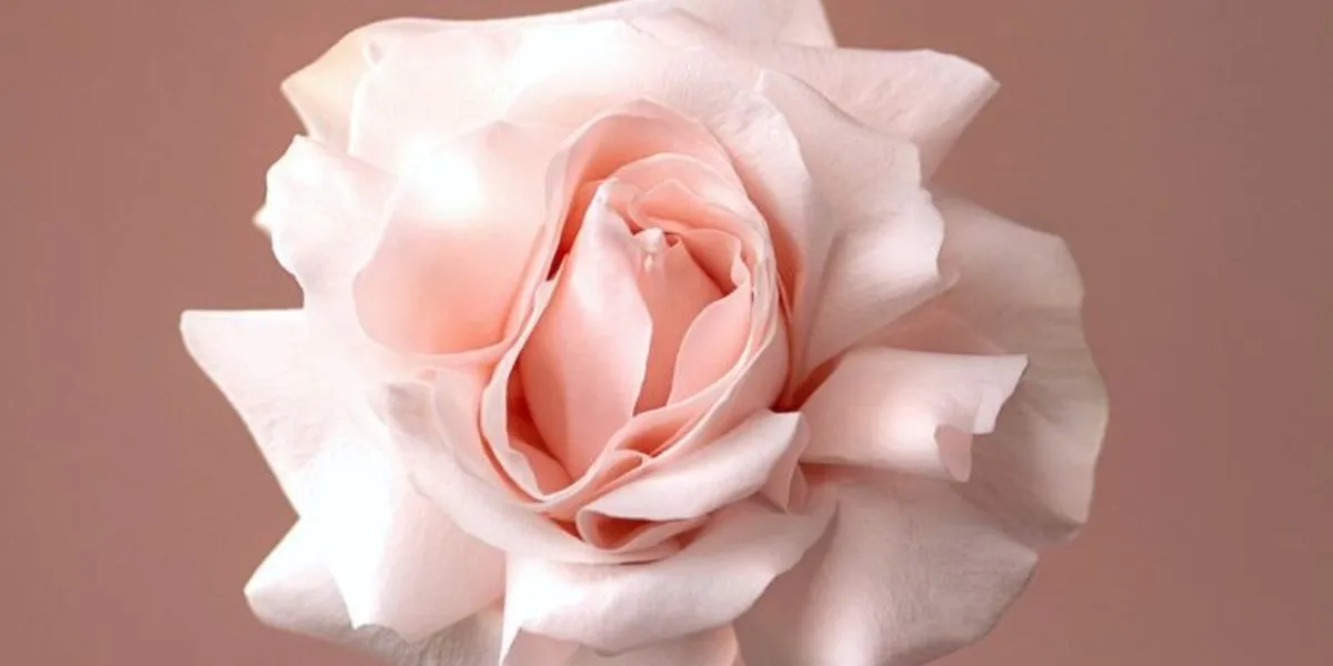 Rose Pomarosa by De Ruiter Innovations