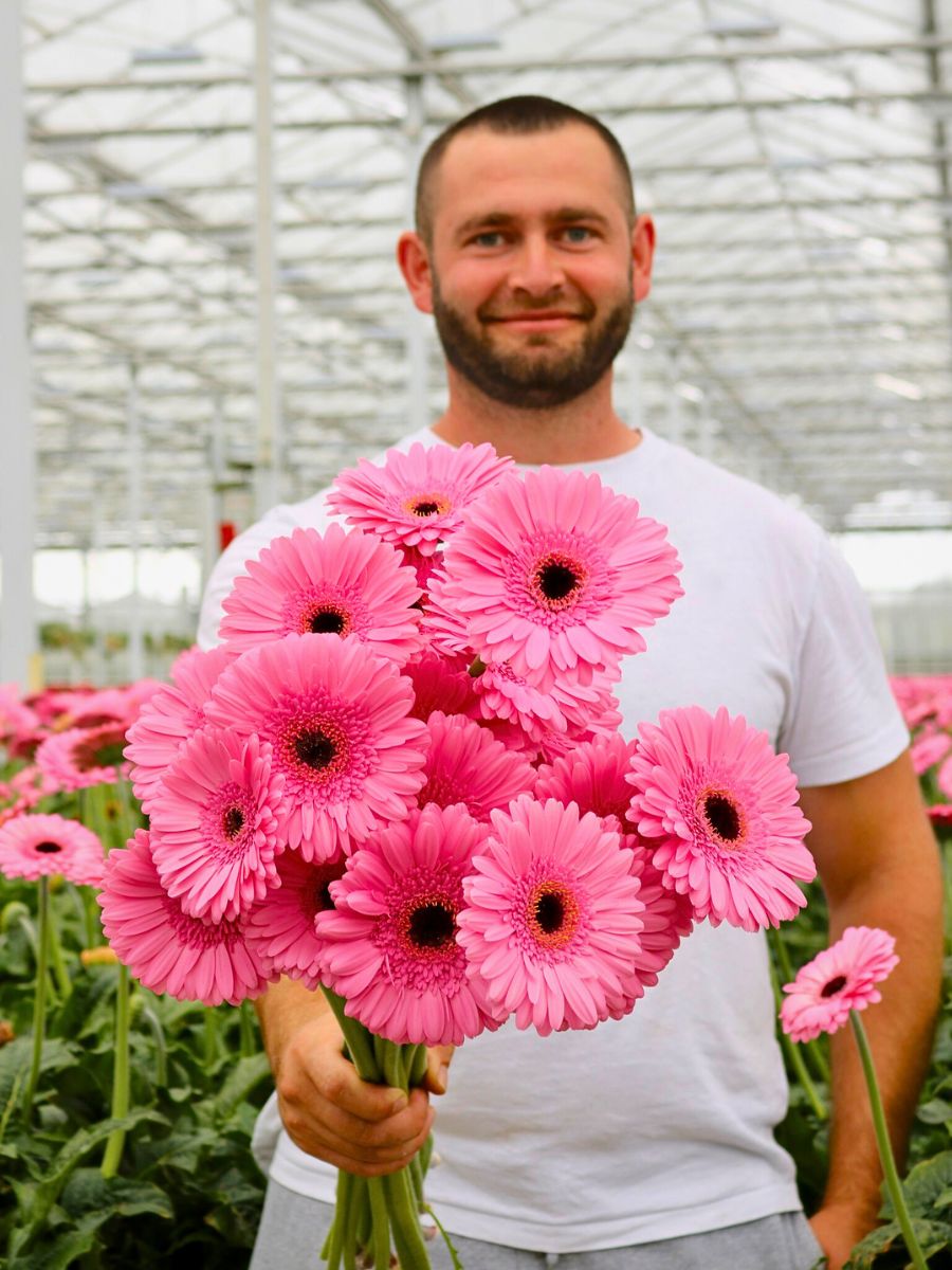 Pink gerberas