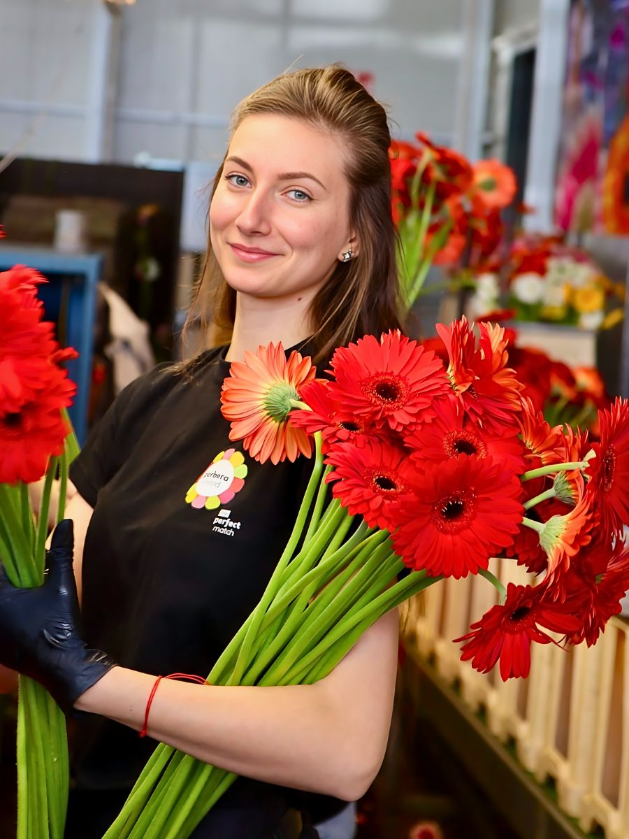 Beautiful red gerbera flowers