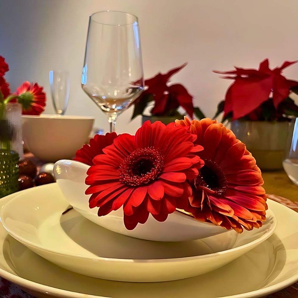 one of fun facts about gerbera plants is that they perform nocturnal oxygen production