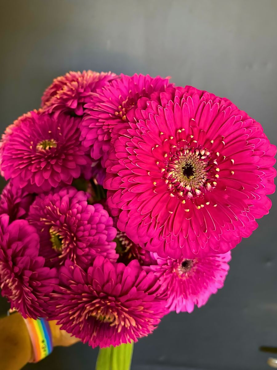 Gerbera Flower Meaning - All About Its Symbolism and Lively Disposition