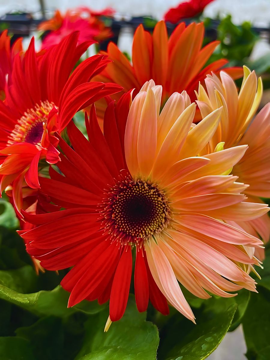 Gerbera with bi-colored petals