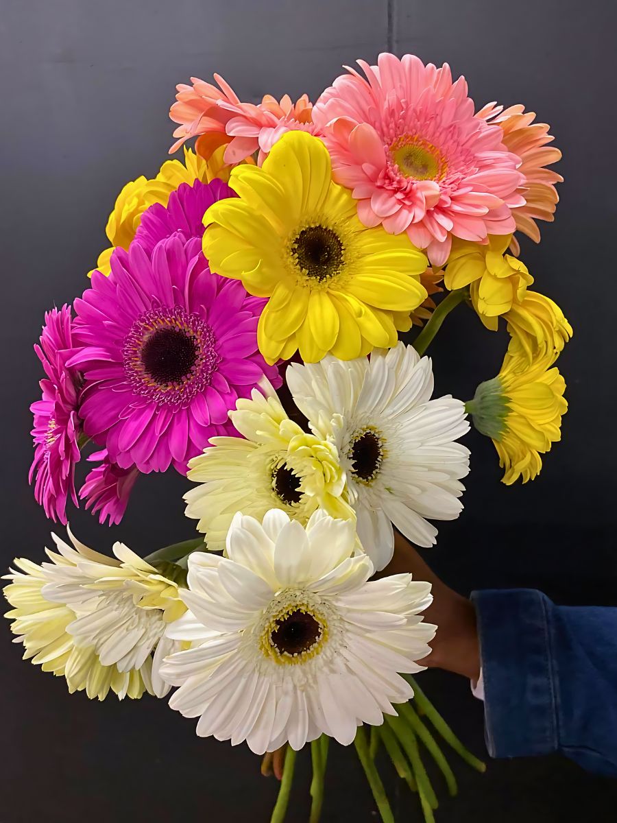 Gerberas in different colors