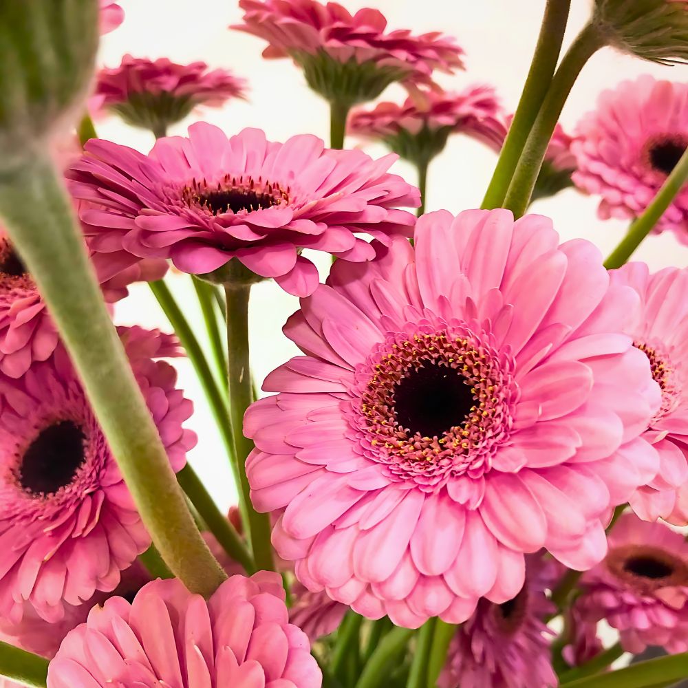 typical light and dark pink flowers of gerberas