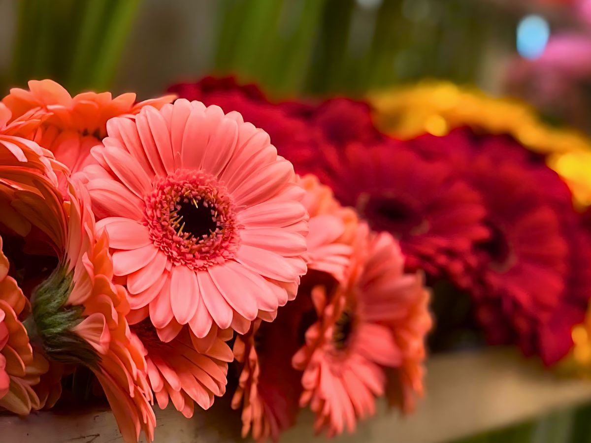 Gerbera daisies