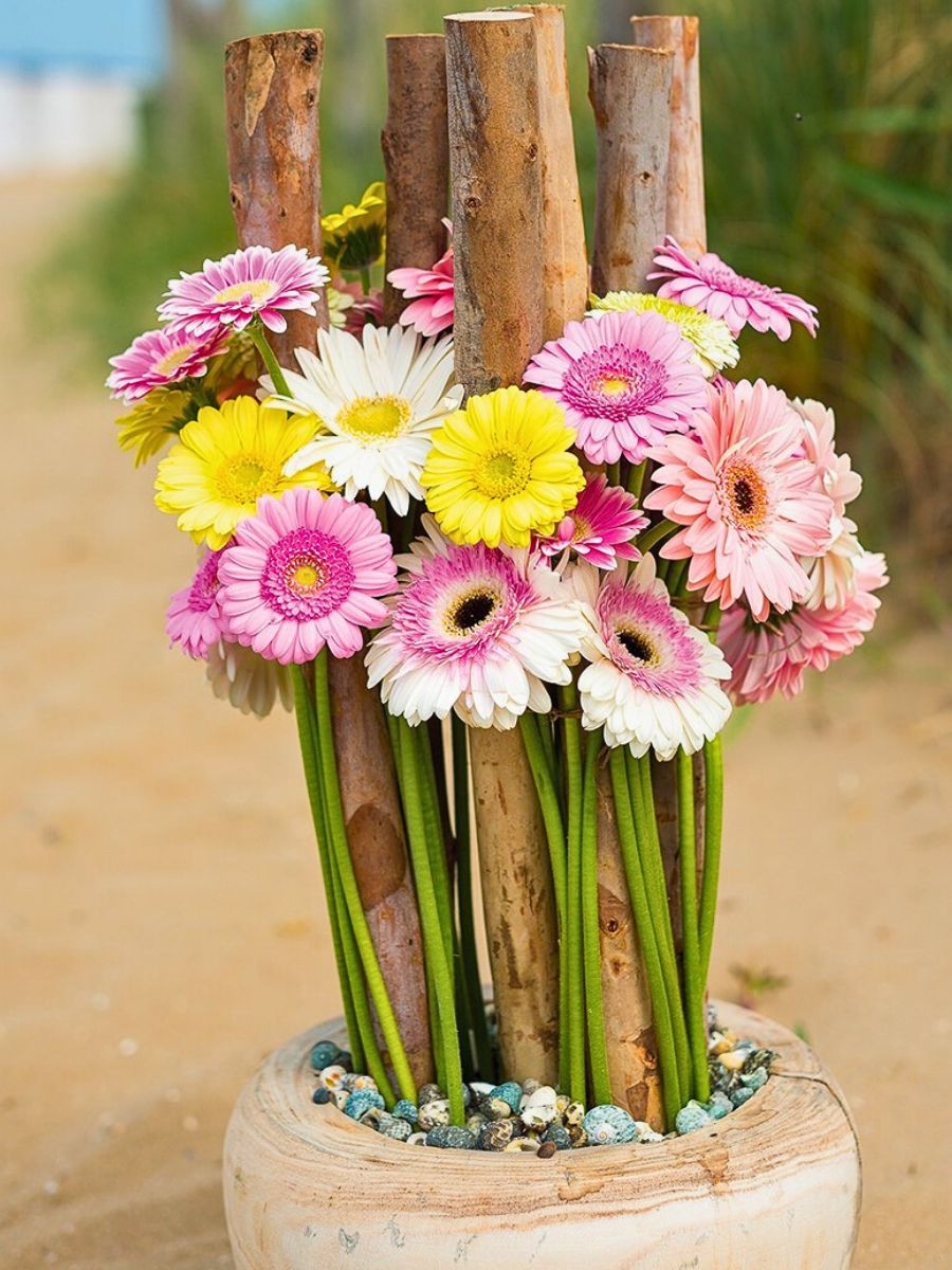 Transvaal daisy across different cultures