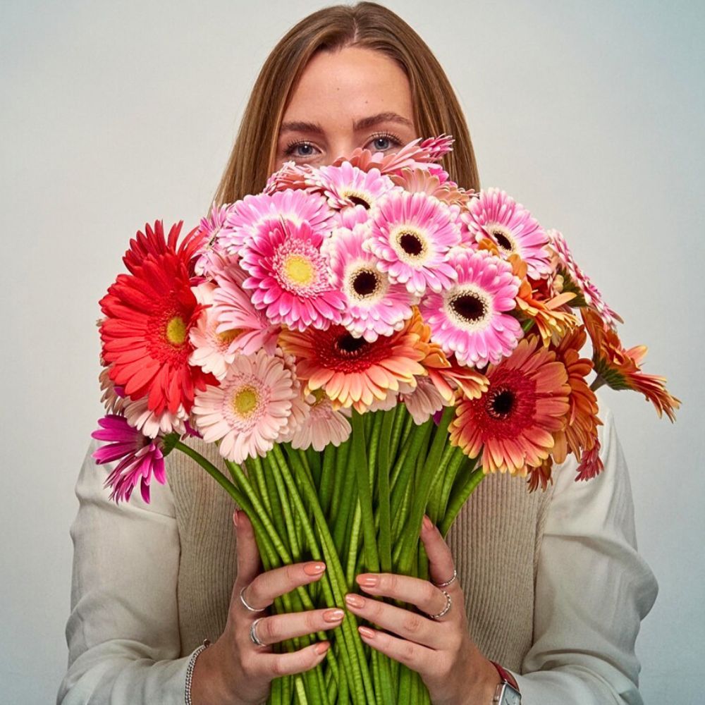 All you'd want to know about gerberas