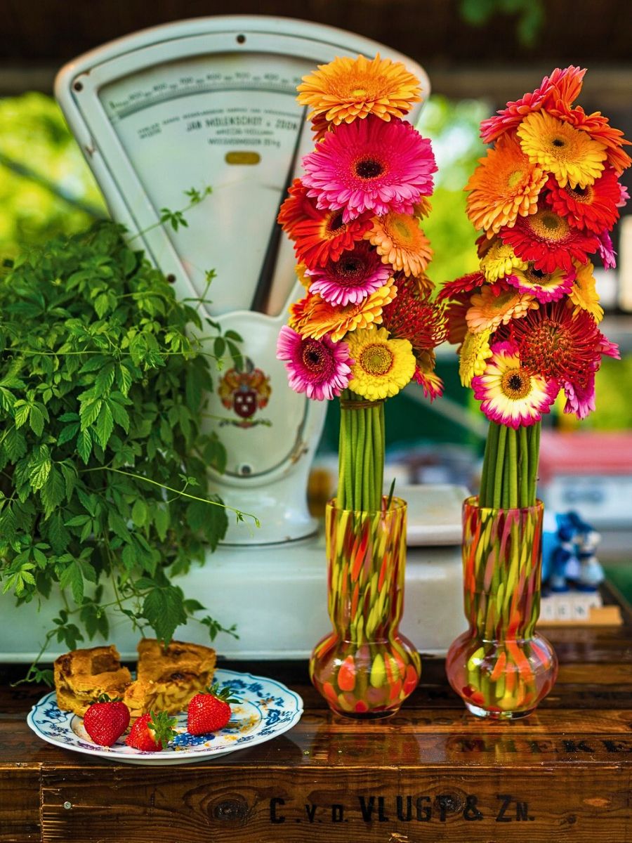 gerberas kept in a vase