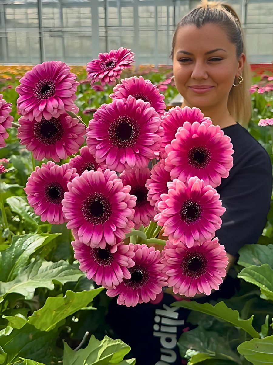 Gerberas being cultivated in a greenhouse