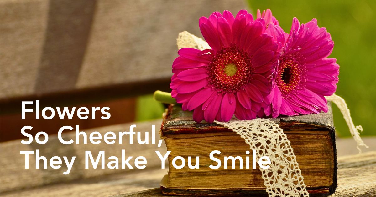 Gerbera Flower Meaning, Symbolism, and Its Lively Disposition - Thursd Article