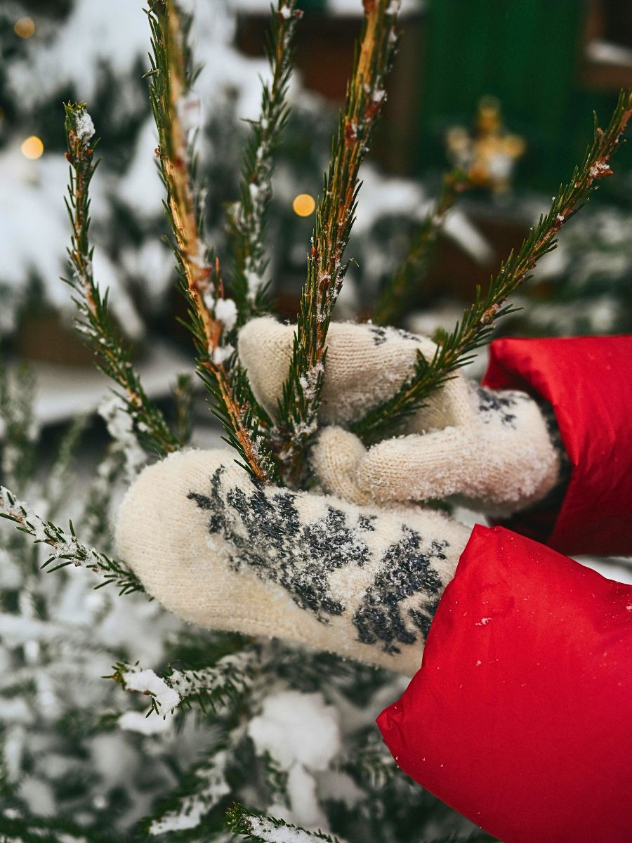 Reflections on Embracing Season Changes to Improve Well-Being Inspired by Nature