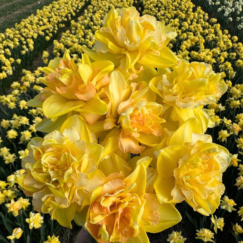 December Birth Month Flowers