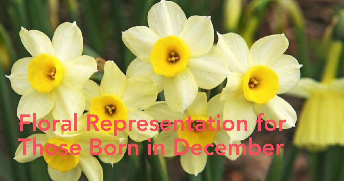 December Birth Flower - Thursd Article - Header Image