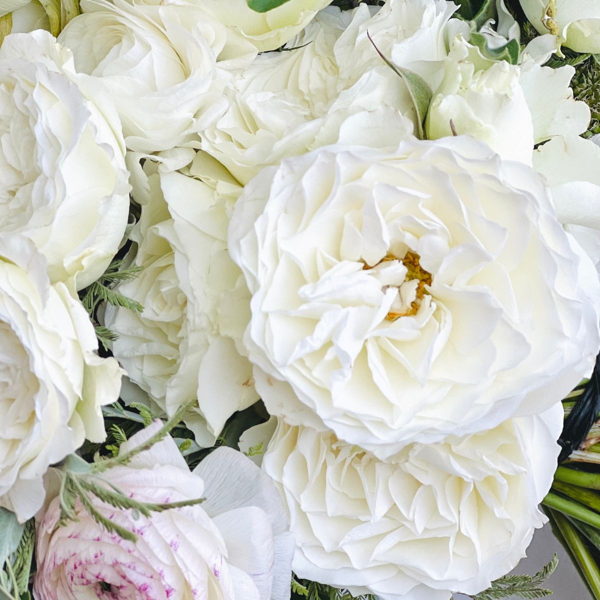 Rose Blanche spr in an arrangement