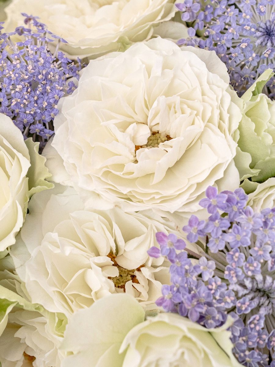 Zoom and closeup of Rose Blanche Spr