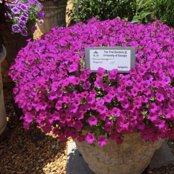 Petunia Itsy Magenta - Syngenta Flowers