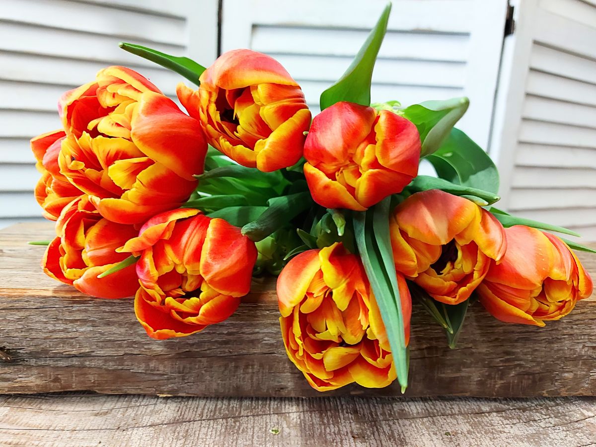 10 Questions to Jan de Boer