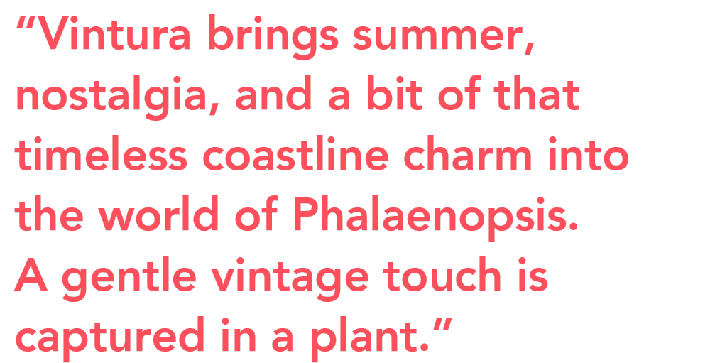 Anthura Phalaenopsis Vintura Peter van Delft quote