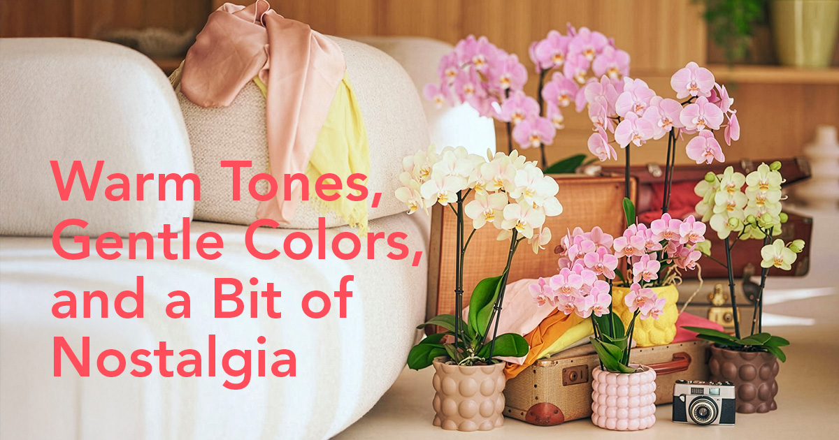 Anthura Phalaenopsis Vintura