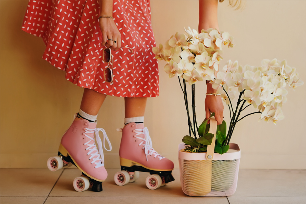 Phalaenopsis Vintura Vittoria rollerskates