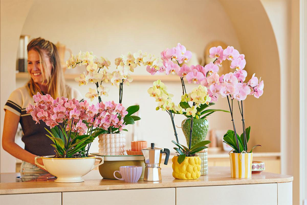 Anthura Phalaenopsis Vintura Mix in kitchen