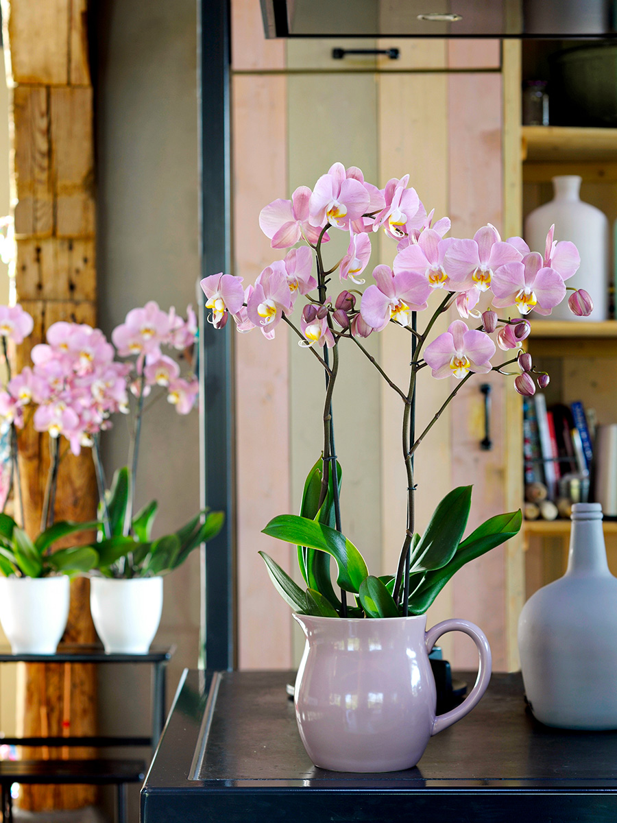 Anthura Phalaenopsis Vintura Padova kitchen