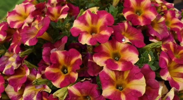 Petunia Retro red