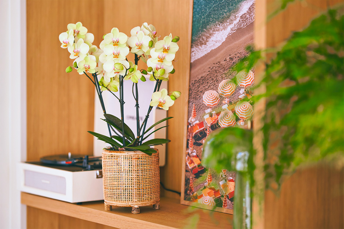 Anthura Phalaenopsis Vintura Positano basket