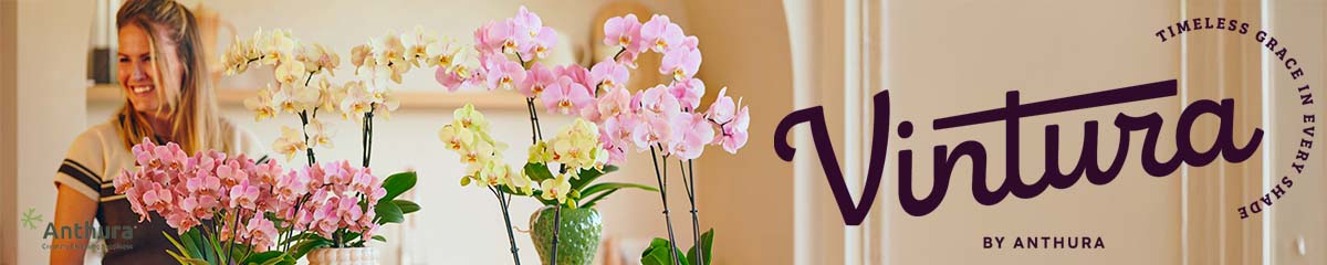 Anthura Phalaenopsis Vintura