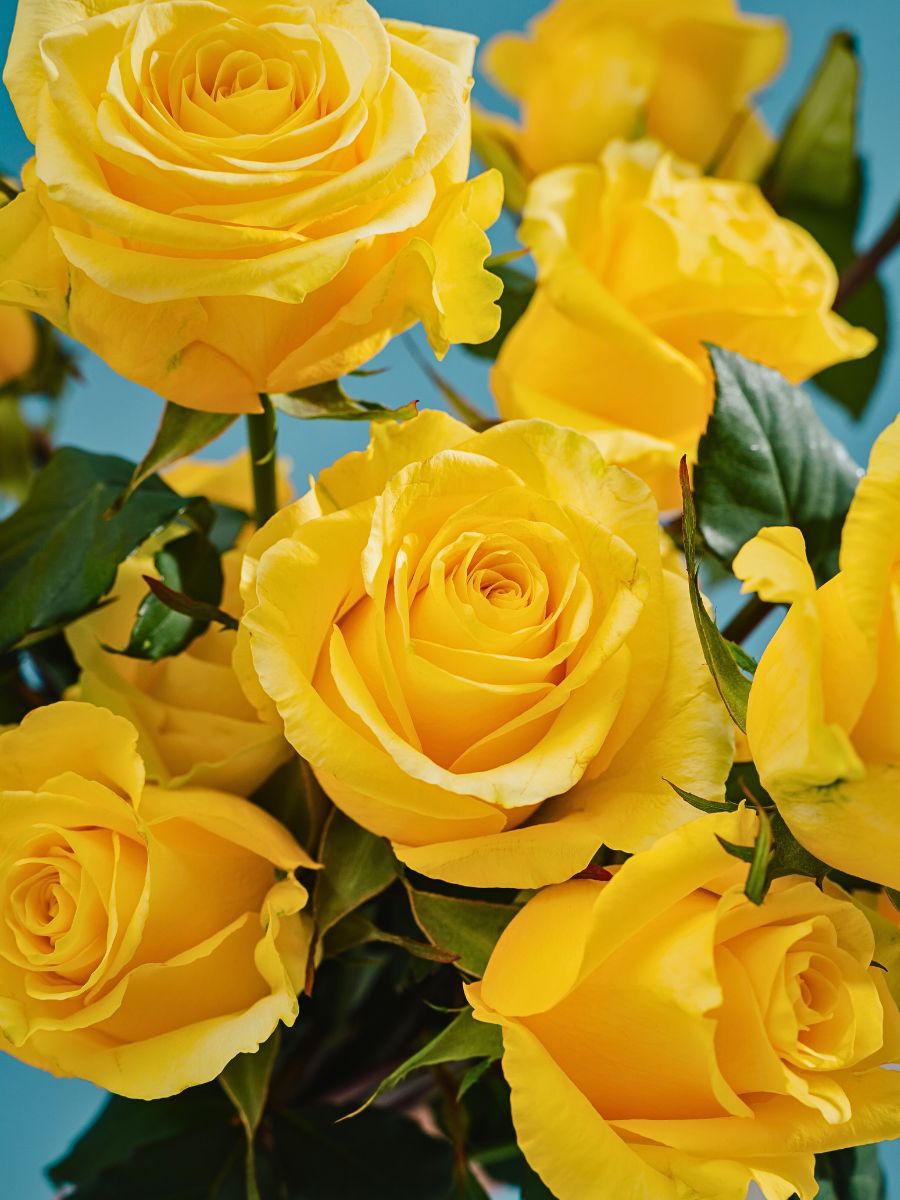 Breeder United Selections has just the perfect varieties for your year-round design and floral arrangement purposes.