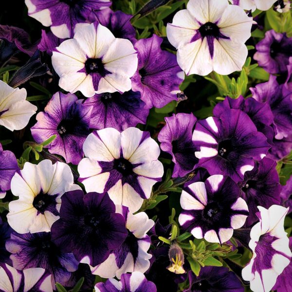 Petunia Shock Wave Purple Tie dye (1)