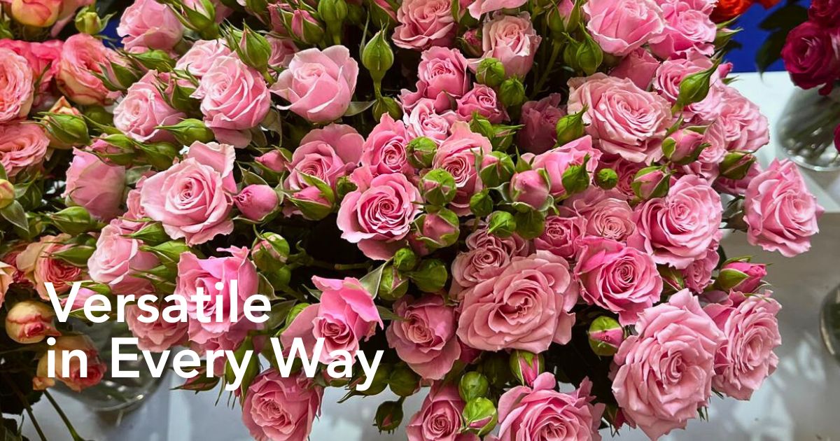 United Selections’ Roses That Will Shine in Your Designs Each Season