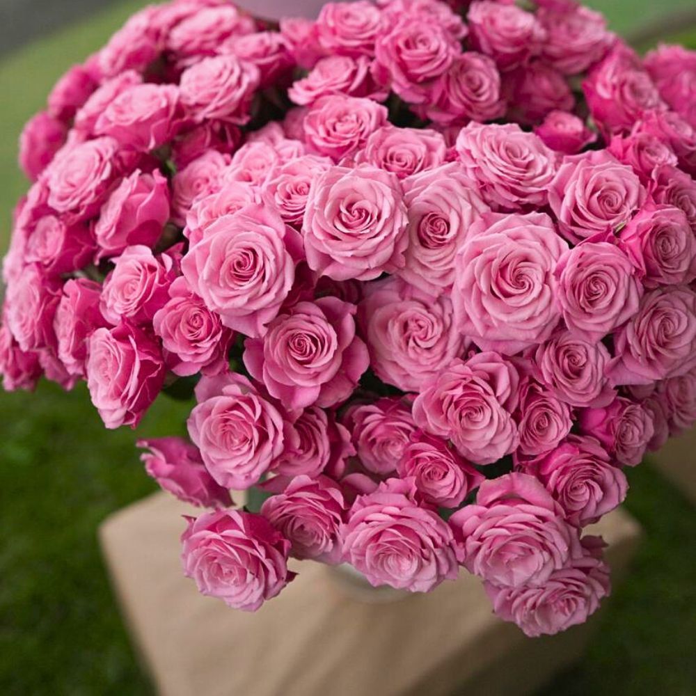 Spray Rose Venus Blossoms United Selections’ Roses That Will Shine in Your Designs Each Season