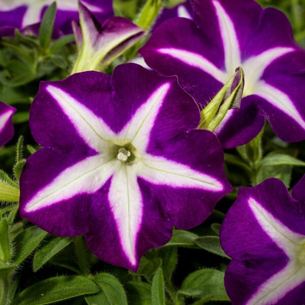 Petunia Blanket Blue Star (1)