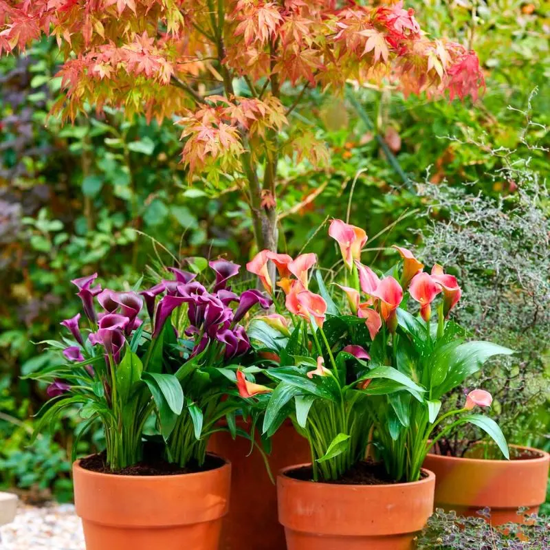 Autumnal calla lilies