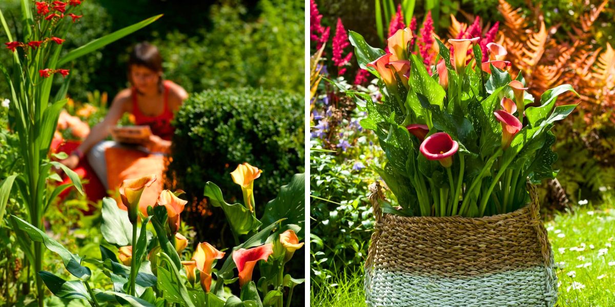 Autumnal inspo with pot callas