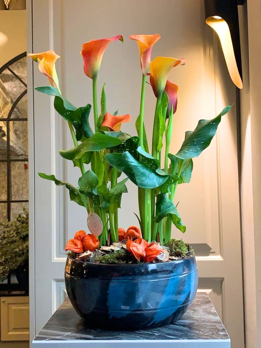Pot Calla in indoor space
