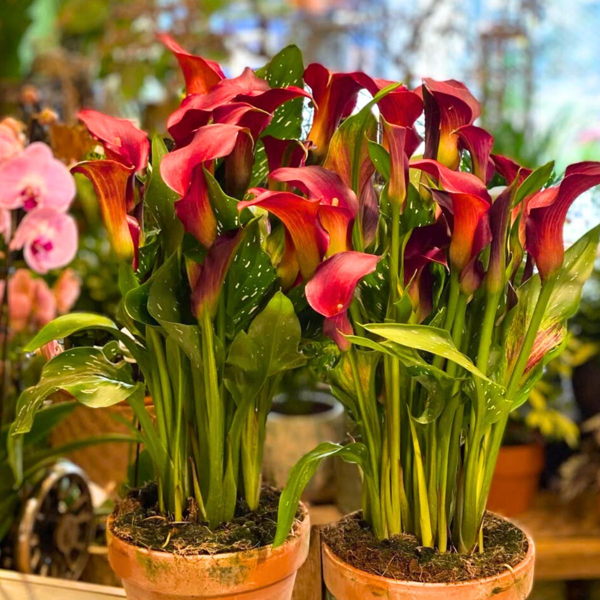 Red toned callas in pots